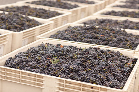 Lush Harvested Red Wine Grapes in Crates.