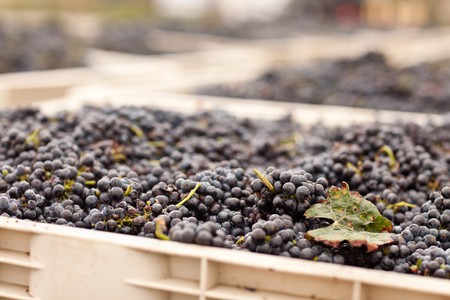Lush Harvested Red Wine Grapes in Crates.の写真素材