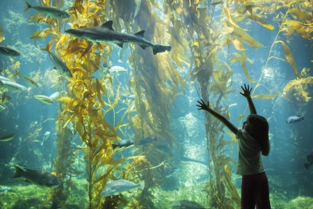 Amazed Young Girl Standing Up Against Large Aquarium Observation Glass Reaching for Leopard Shark.の写真素材