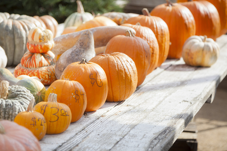 Fresh Orange Pumpkins and Hay in a Rustic Outdoor Fall Setting.
の写真素材
