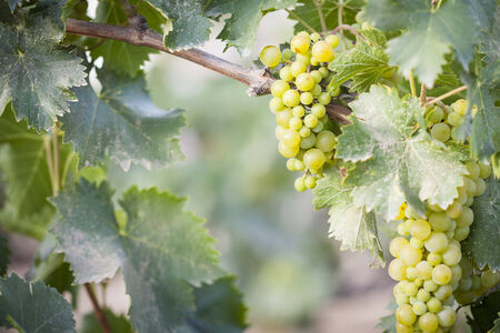 Beautiful Lush White Grape Bushels Vineyard in The Morning Sunの写真素材
