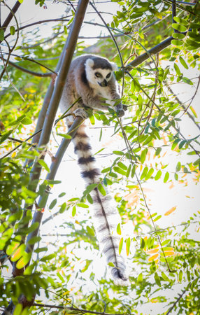 The Rare Lemur Feeding up in the Trees.