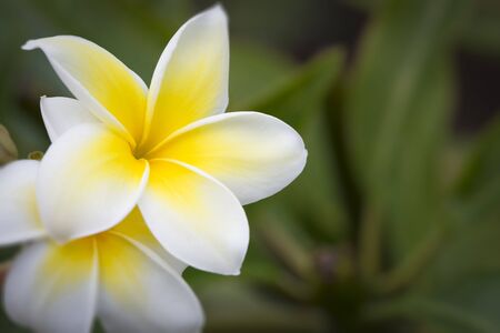 Beautiful Tropical Plumeria Flowers on The Branch.の写真素材