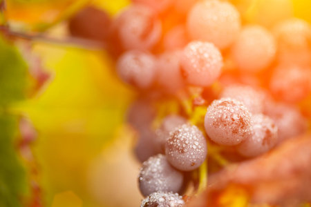 Lush, Ripe Wine Grapes with Mist Drops on the Vine Ready for Harvest.の写真素材