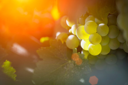Beautiful Lush White Grape Bushels Vineyard in The Afternoon Sun.の写真素材