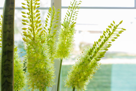 Abstract of Green Succulent Plant in A Window.の写真素材