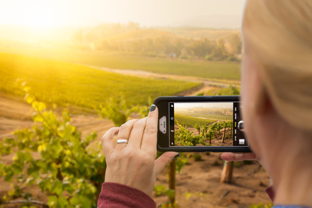 Woman Taking Pictures of A Grape Vineyard with Her Smart Phone.の写真素材