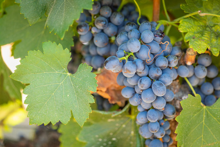Vineyard with Lush, Ripe Wine Grapes on the Vine Ready for Harvest.の写真素材