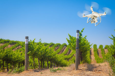 Unmanned Aircraft System (UAV) Quadcopter Drone In The Air Over Grape Vineyard Farm.