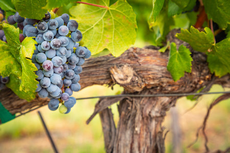 Lush Wine Grapes Clusters Hanging On The Vine.