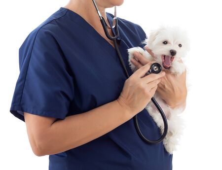 Female Veterinarian with Stethoscope Holding Young Maltese Puppy Isolated on White.の写真素材
