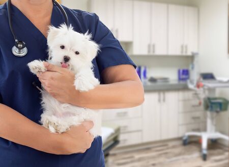 Female Doctor or Nurse Veterinarian with Small Puppy In Office.の写真素材