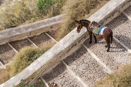 Donkey on Cobblestone Steps On the Island of Santorini Greece.の写真素材
