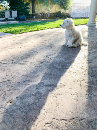 Cute Maltese Puppy Sitting on Patio in Back Yard of Home