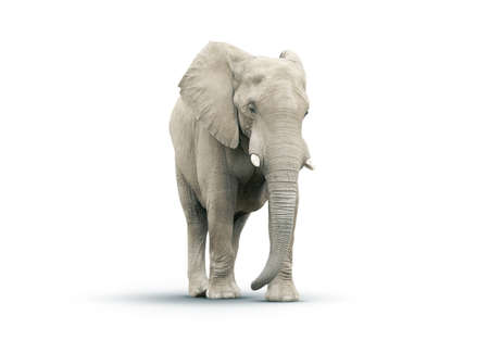 Adult Elephant Isolated on a White Background.の写真素材