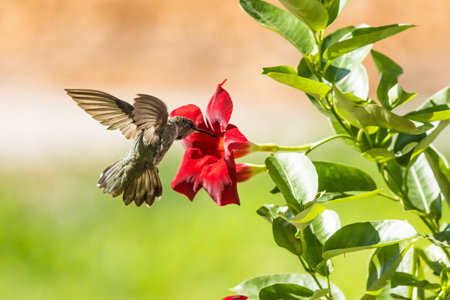Hummingbird in Flightの写真素材