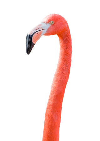 Beautiful Flamingo Isolated on White Background.の写真素材