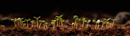 Row of Budding Sprouts Out of Moist Soil - Generative AI.の素材