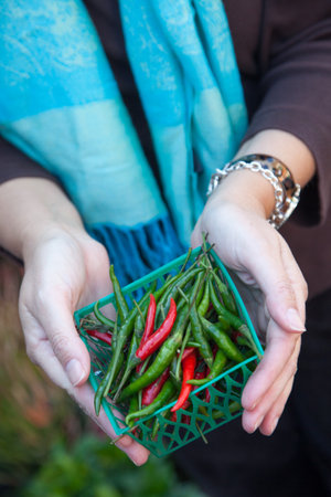 Woman's Hands Holding a Small Basket of Freshly Picked Organic Chili Peppers at the Farmers Market.の写真素材
