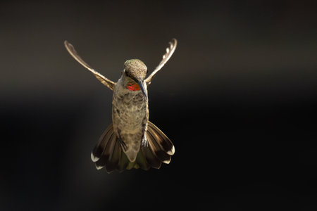 Anna's hummingbird (Calypte anna) Enjoying the Water Fountain Drops.の写真素材