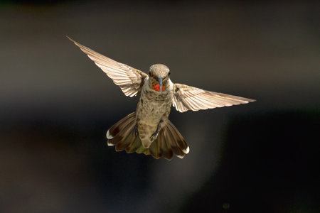 Anna's hummingbird (Calypte anna) Enjoying the Water Fountain Drops.の写真素材