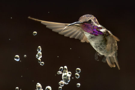 Anna's hummingbird (Calypte anna) Enjoying the Water Fountain Drops.の写真素材