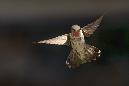 Anna's hummingbird (Calypte anna) Enjoying the Water Fountain Drops.の写真素材