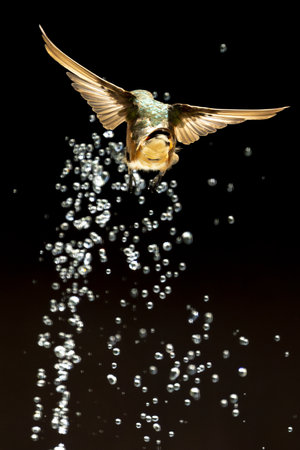 Rufous Hummingbird Enjoying the Water Fountain.の写真素材