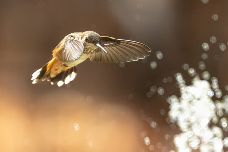 Rufous Hummingbird Enjoying the Water Fountain.の写真素材