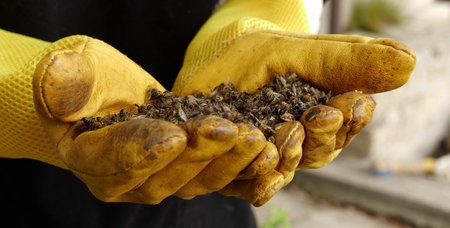 Beekeeper with dead bees in the hands