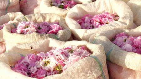 Bags with rose petals collected early in the morning, to preserve in them the aroma and drops of morning dew, for rose oil obtained by steam distillationの写真素材