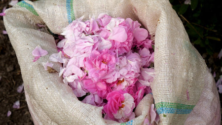 Bags with rose petals collected for organic essential rose oil obtained by steam distillationの写真素材