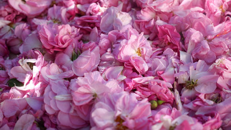 Pink rose petals. The Blooming Business. The enchanting scent of roses is a prized ingredient in the fragrance and cosmetic industryの写真素材