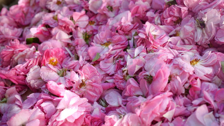 Rose essential oil, extracted from rose petals, is used in perfumes, skincare products, and aromatherapyの写真素材