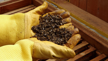 Beekeeper managing bees. Colony collapse disorderの写真素材