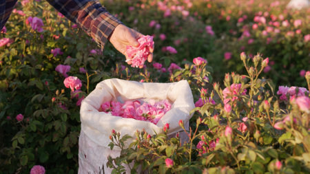 The Damask Rose Harvest. A bag with pink rosebuds and petalsの写真素材