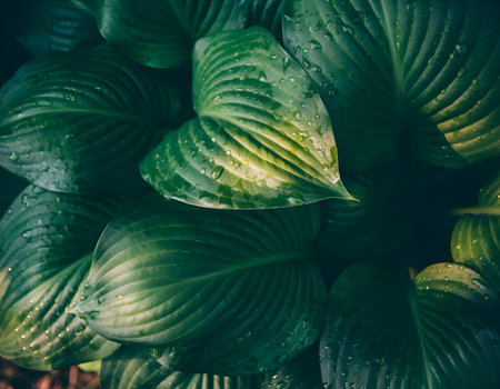 Close up of exotic plants with green leaves with drops of dew. Nature backgroundの素材