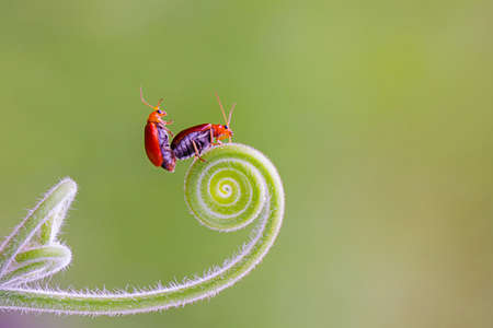 Two Lily beetles mating on a tree vinesの写真素材