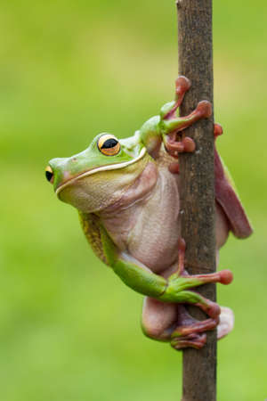 This Green Tree Frog is ready to jumpの写真素材