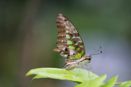 A butterfly perched on a leafの写真素材