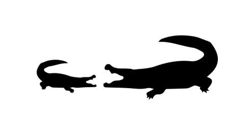 Crocodile And Cub Silhouette White Backgroundの写真素材
