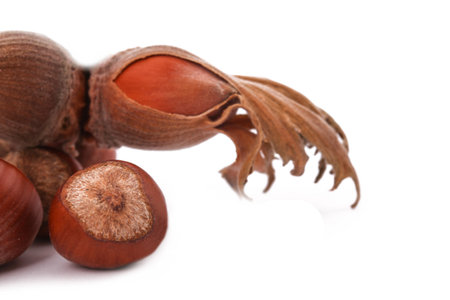 The Hazelnut and in the leaf on white background