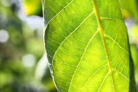 This is a fresh walnut plant. Very healthy  food. And this is a gift from nature for people.