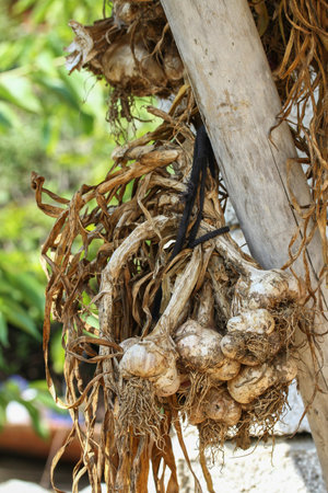 This is a very natural garlic system for village life.の写真素材