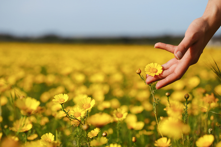 Woman hand touching yellow flowers in Cyprus.の写真素材