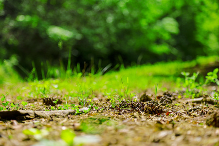 This is a nice natural path in the turkey.の写真素材