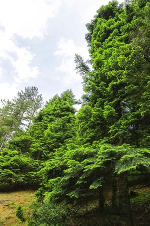 The pine tree and leaf from Turkey.の写真素材