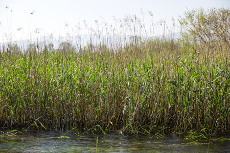 The reeds at the edge of the river in Turkey.の写真素材