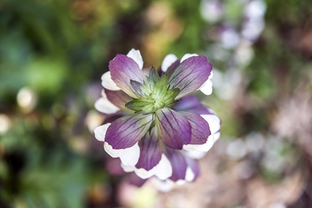 Purple Flower Batum Botanical Garden in Georgiaの写真素材