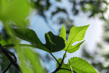 Fig bought and leaf with the great fig tree.の写真素材